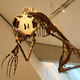 Image for article titled Zombie Worms Feasted On The Bones of Ancient Marine Reptiles